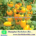 Yellow Tomato Seeds Hybrid